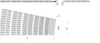 UP HF 4650 Series (Ri 1365 mm) dimension drawing — Regina Conveyor Catalogue p279